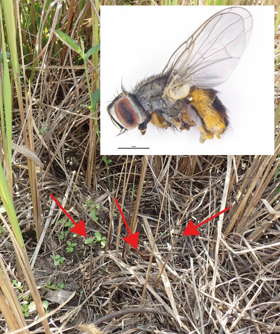 Emerging shoots of cogongrass that are oviposition and development sites for this Atherigona sp., with an image of a female adult fly inset (scale 1 mm)